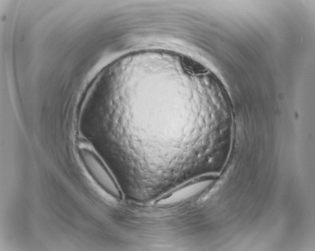 X0000066091525200603241444