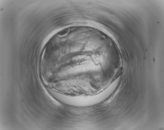 X0000066091533200603241444