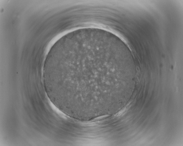 X0000066091535200603241444