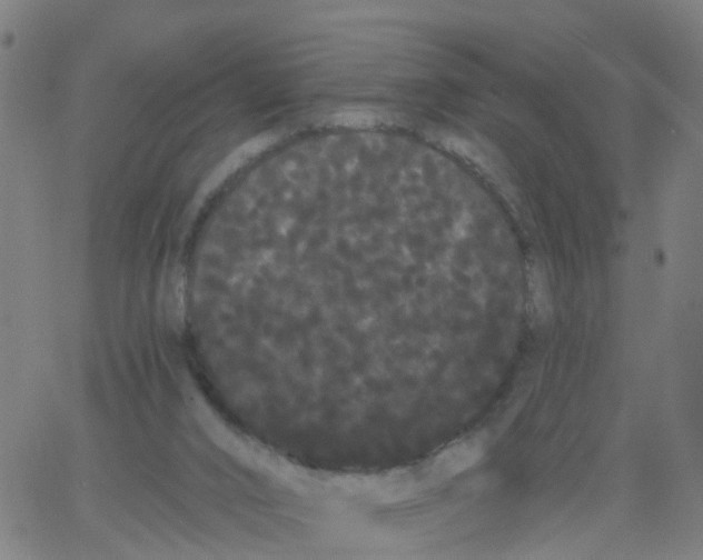 X0000066090016200603312011