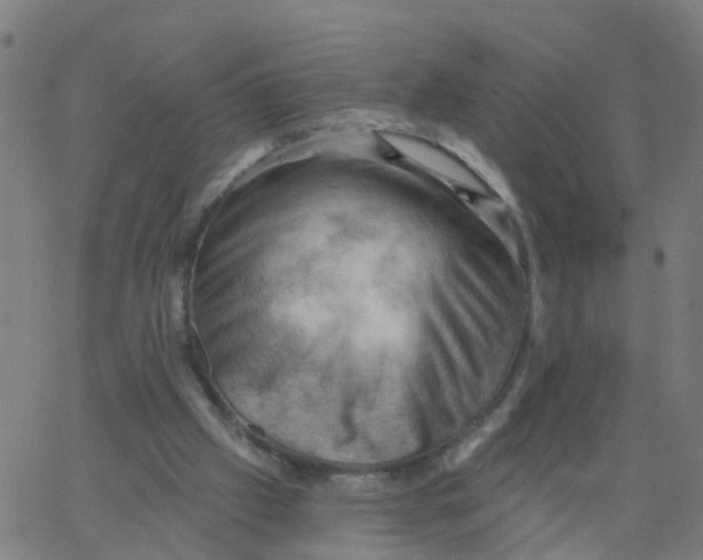 X0000066090057200603312010