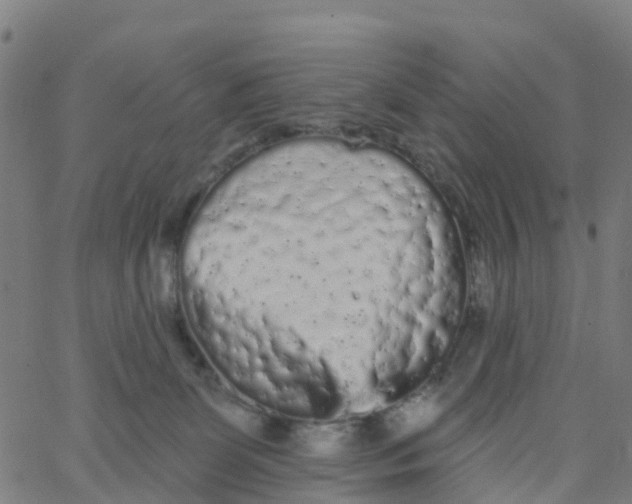 X0000066090131200603312009
