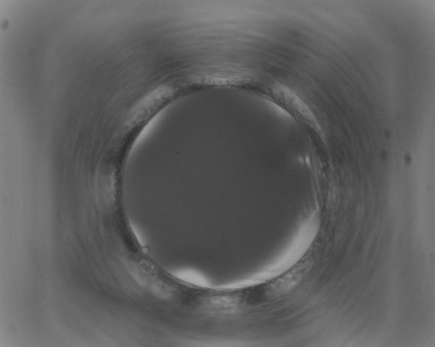 X0000066090163200603312009