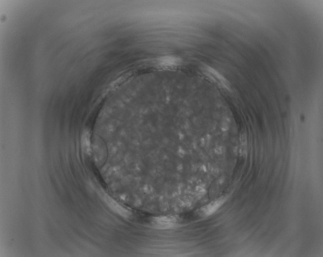 X0000066090238200603312008