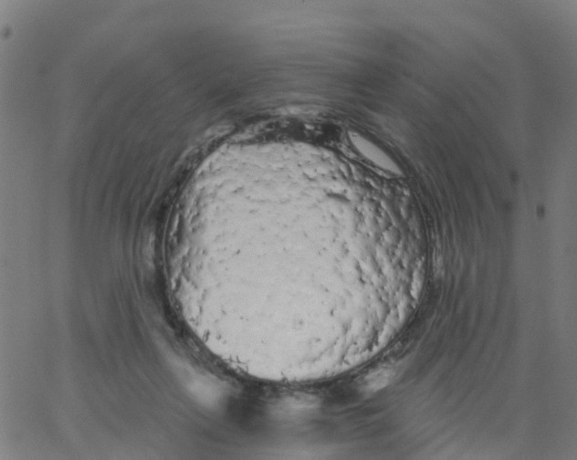 X0000066090263200603312007