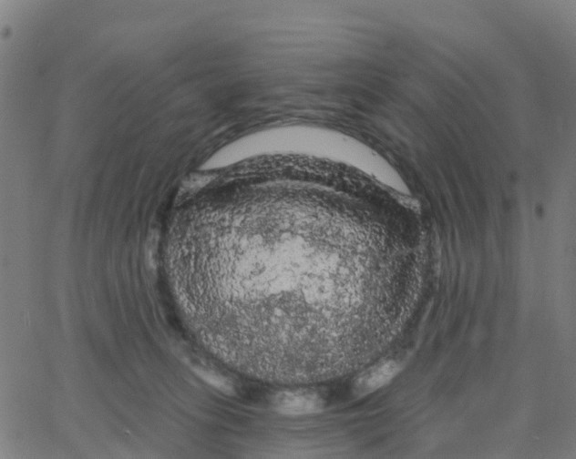 X0000066090275200603312007