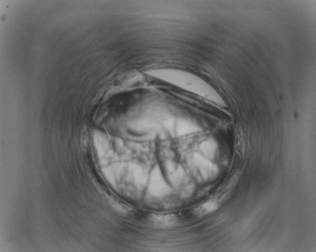 X0000066090277200603312007