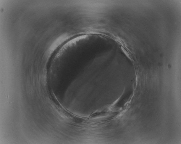 X0000066090295200603312007