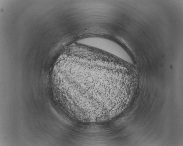 X0000066090451200603312004