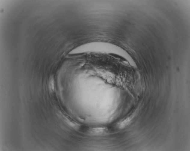 X0000066090479200603312005