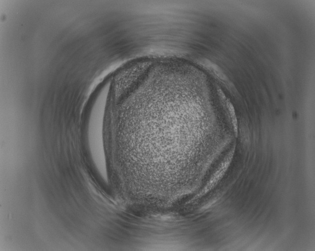 X0000066090488200603312004