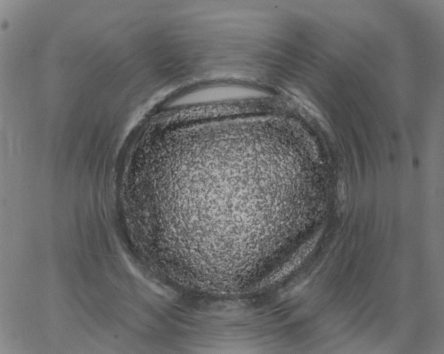 X0000066090492200603312004