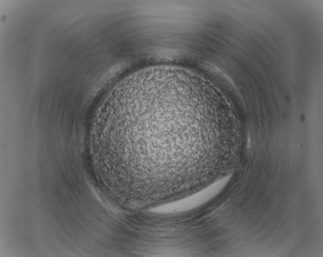 X0000066090496200603312003