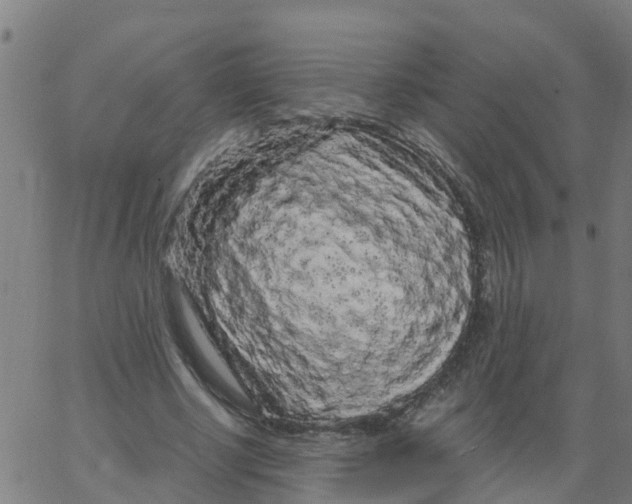 X0000066090634200603312001