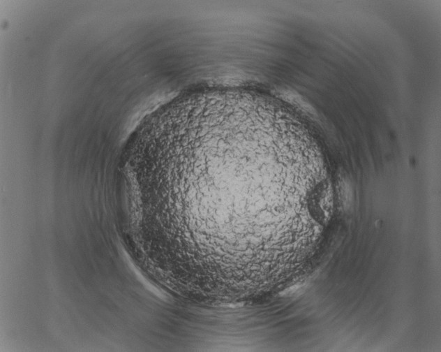X0000066090638200603312001