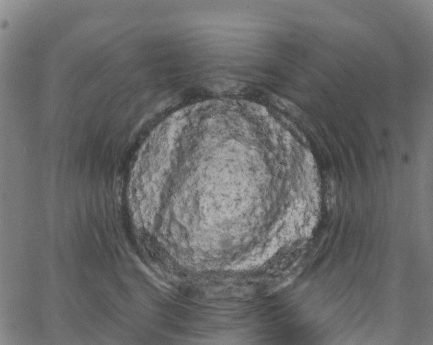 X0000066090664200603312001