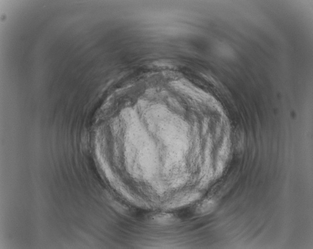 X0000066090669200603312001