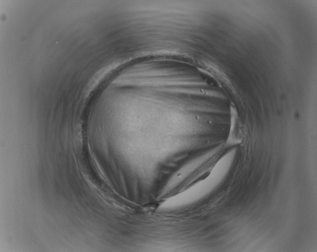 X0000066090676200603312001
