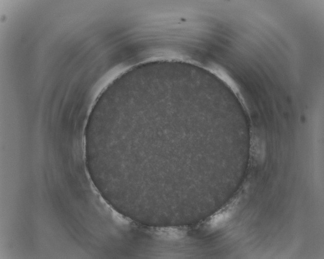 X0000066090807200603311958
