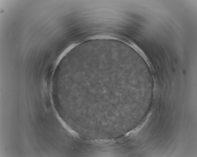 X0000066090909200603311957