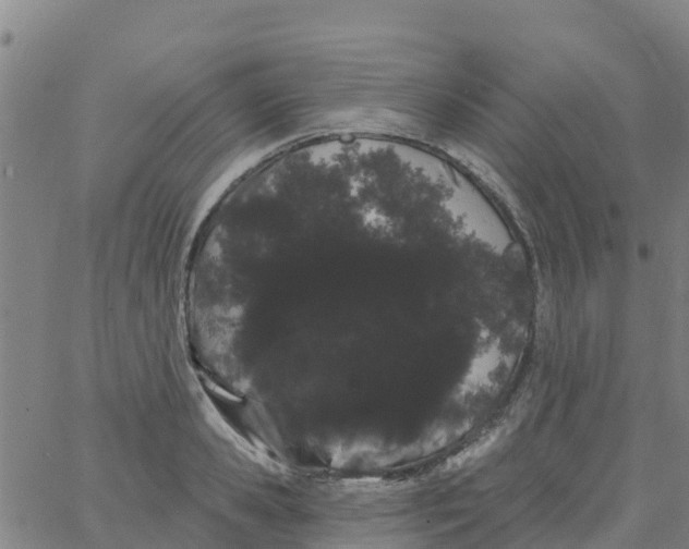 X0000066090941200603311956