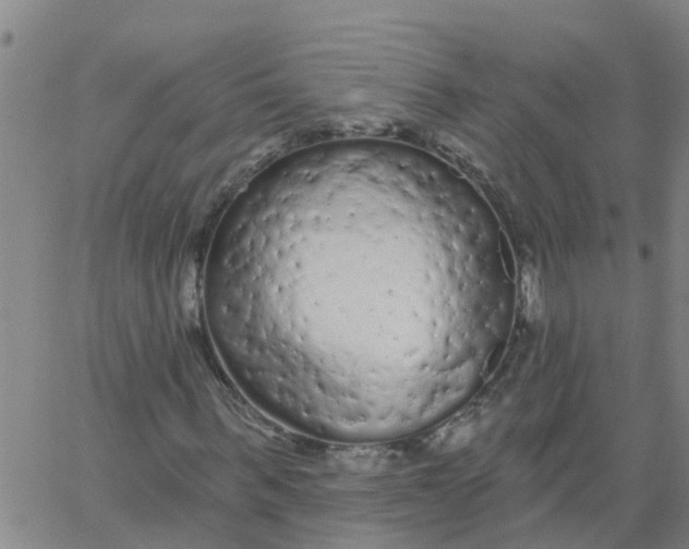 X0000066090963200603311956
