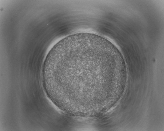 X0000066091056200603311955