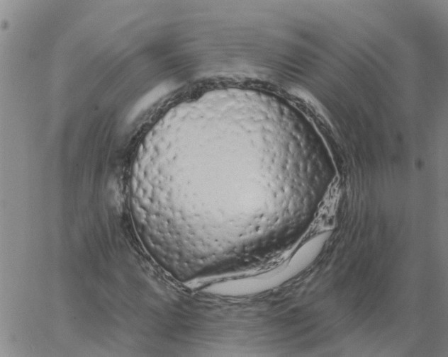 X0000066091064200603311954