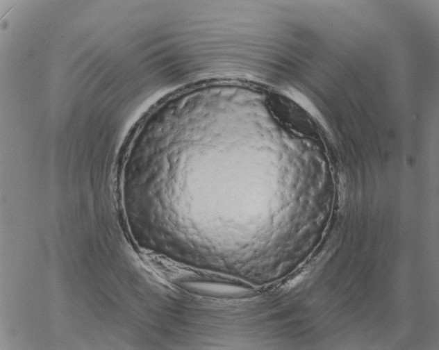 X0000066091068200603311954