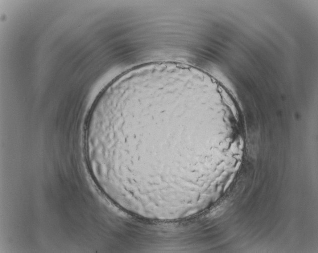 X0000066091096200603311954
