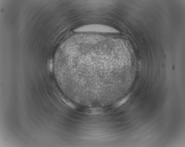 X0000066090095200604071807