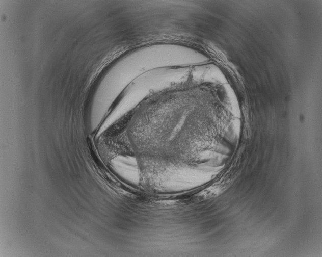 X0000066090250200604071804