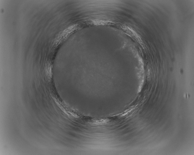 X0000066090405200604071802