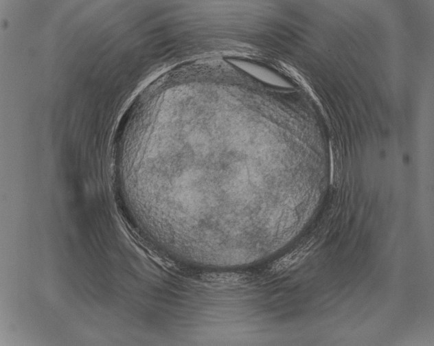 X0000066090435200604071800