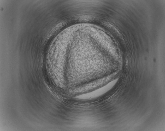 X0000066090496200604071800