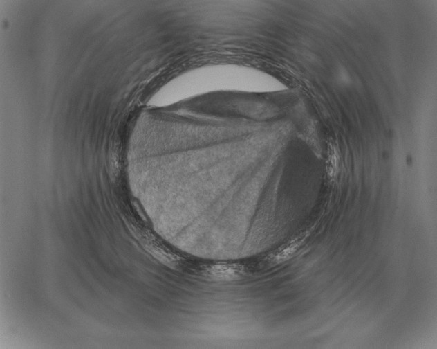 X0000066090566200604071759
