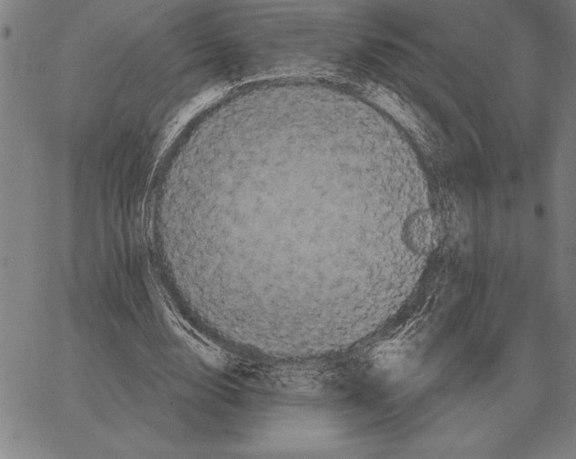 X0000066090632200604071757