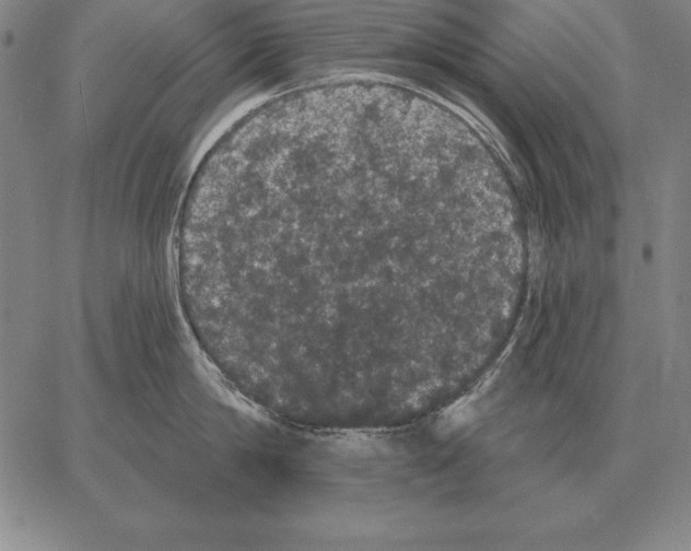 X0000066090814200604071755