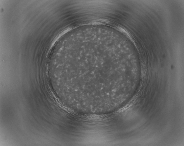 X0000066090827200604071754