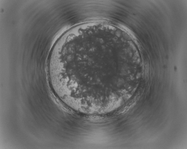 X0000066090907200604071754