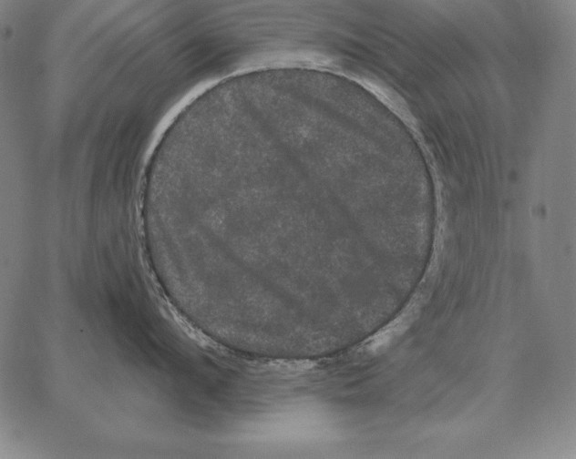 X0000066090912200604071753