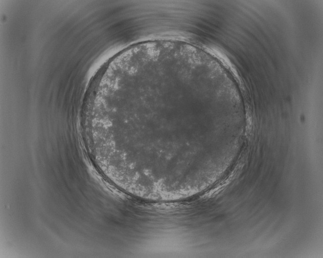 X0000066090952200604071753