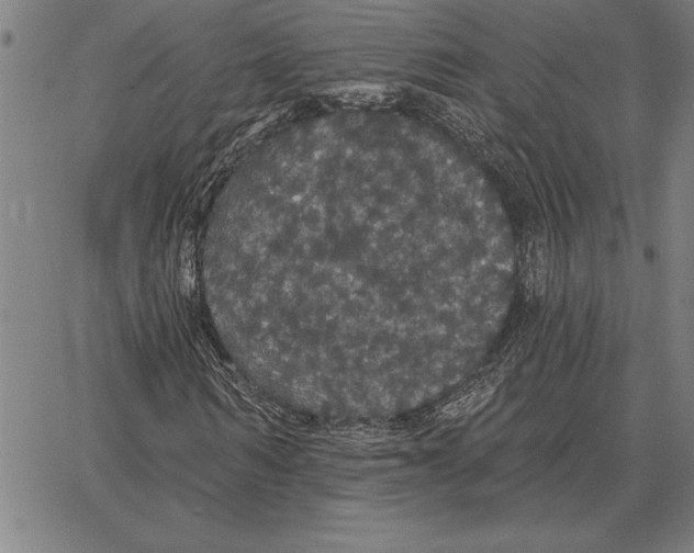 X0000066090962200604071753