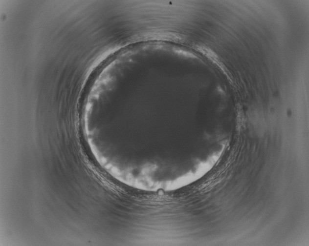 X0000066091024200604071751