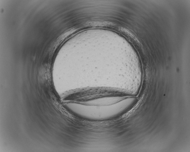 X0000066091025200604071751