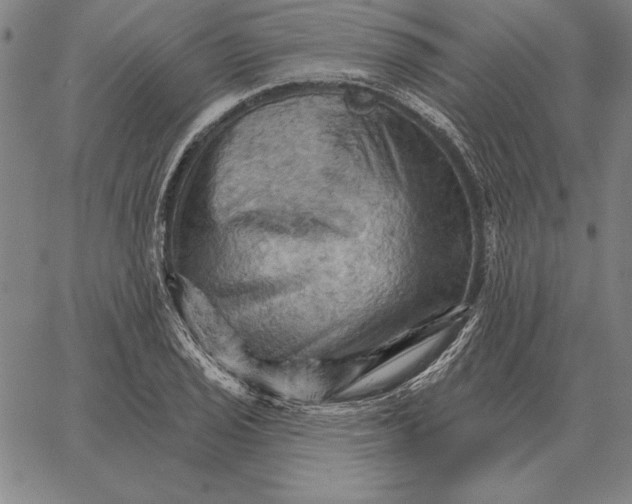 X0000066091029200604071751