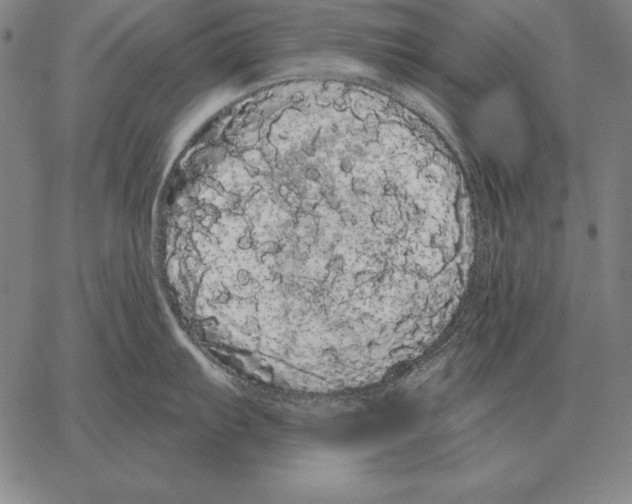 X0000066091103200604071750