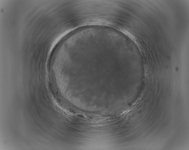 X0000066091120200604071750
