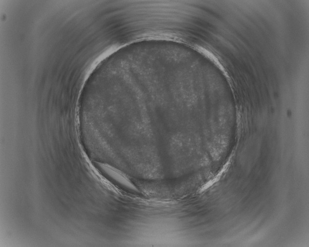 X0000066091133200604071750