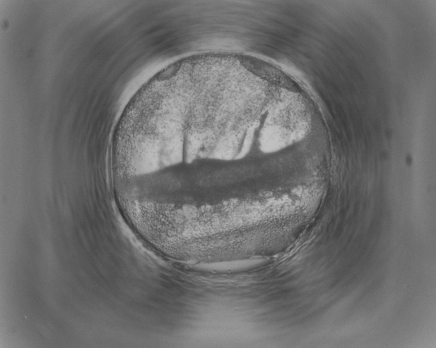 X0000066091295200604071747